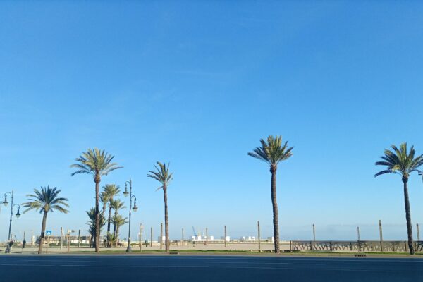 Californian Palm Trees Take Over Drought-Hit Morocco: Washingtonia palm trees line Avenue Mohammed V in the Marina Bay area of Tangier. Photo by Ahlam Ben Saga