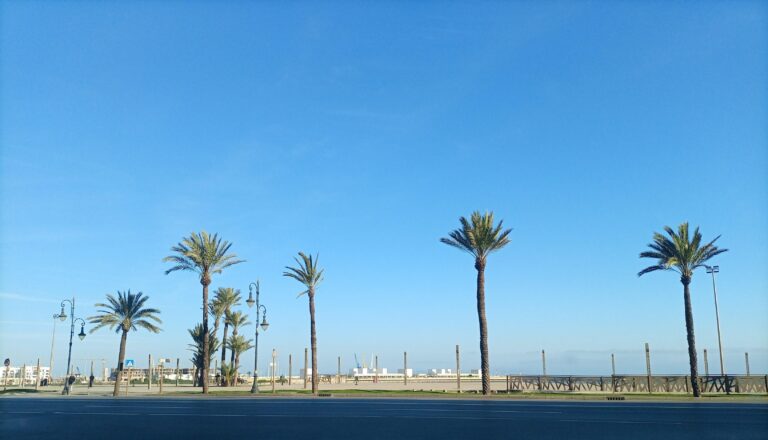 Californian Palm Trees Take Over Drought-Hit Morocco: Washingtonia palm trees line Avenue Mohammed V in the Marina Bay area of Tangier. Photo by Ahlam Ben Saga