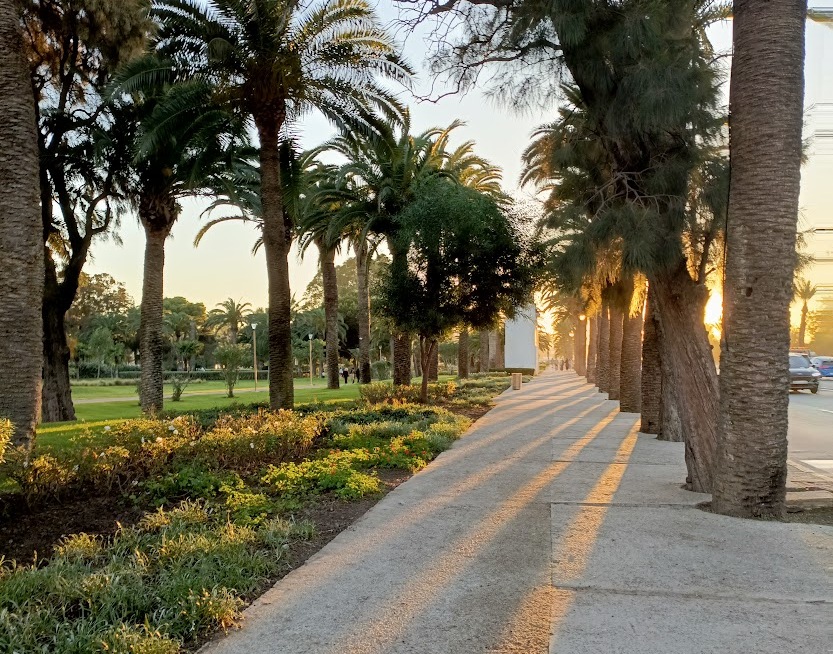 Washingtonia palm trees adorn the Villa Haris Park in Tangier. Photo by Ahlam Ben Saga 